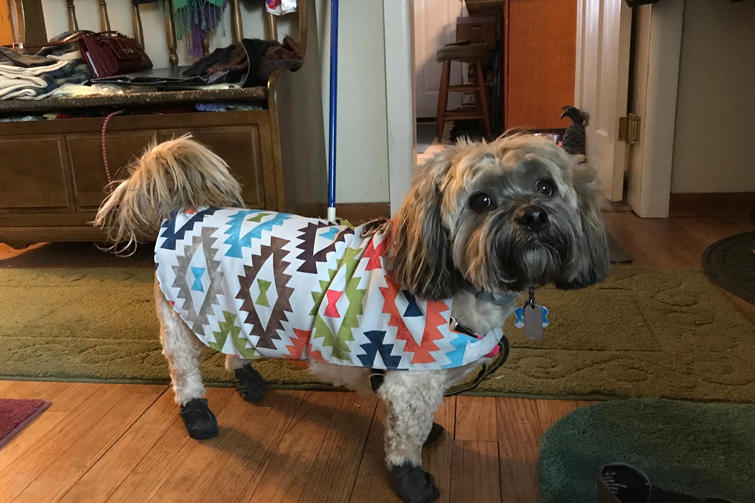 Angie H. in Kingston, NY sent a picture of her Woofie – he is sporting some waterproof dog boots and a rain slicker!