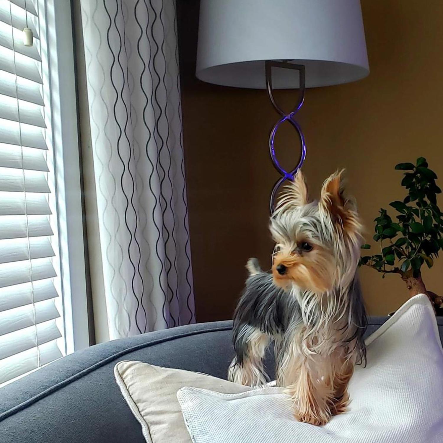 Daniel c Sent a picture of his stunning one year old yorkshire terrier pancho on the couch his favorite spot looking out the window