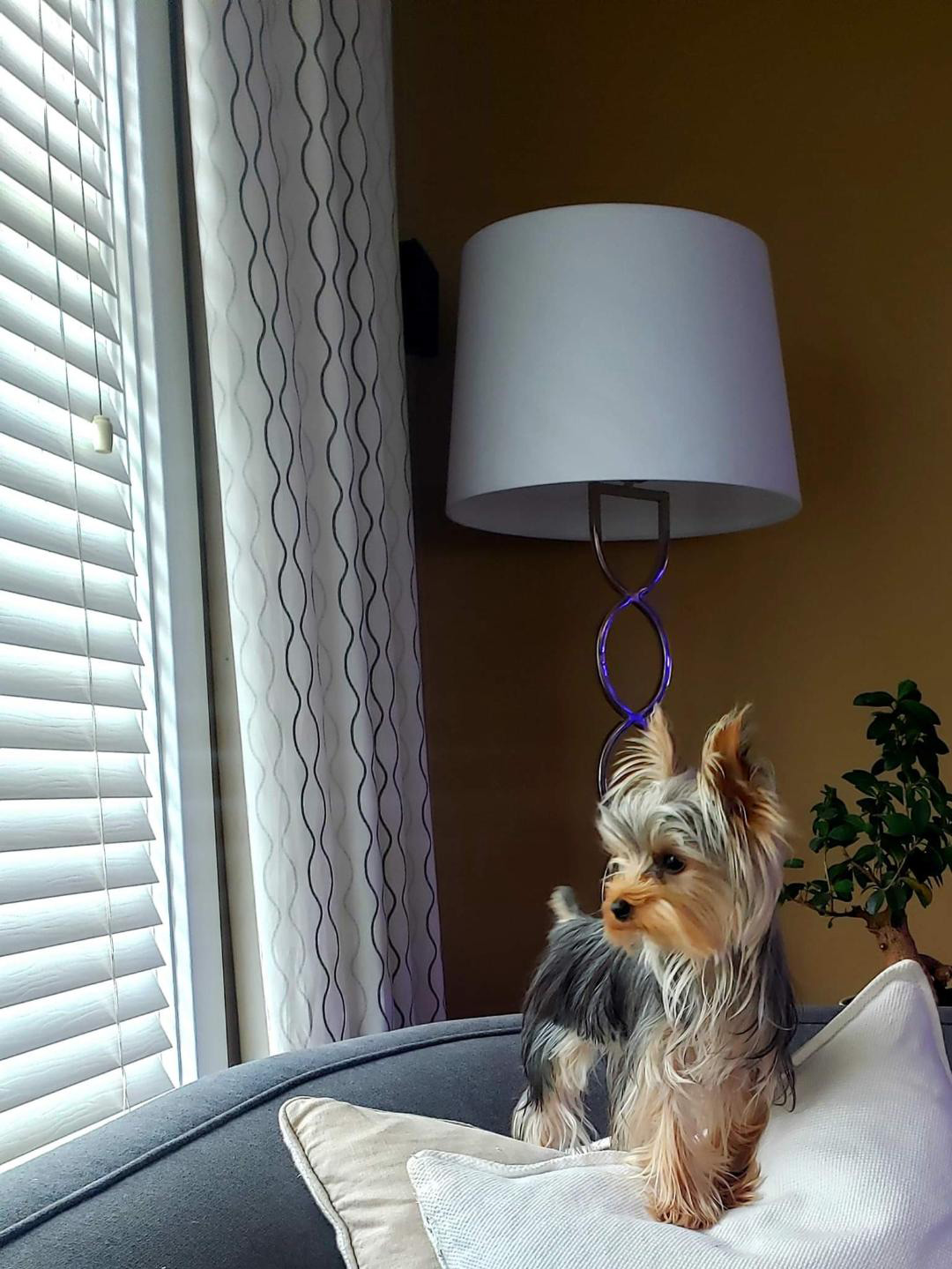Daniel C. sent a picture of his stunning one-year-old Yorkshire Terrier Pancho on the couch, his favorite spot, looking out the window.