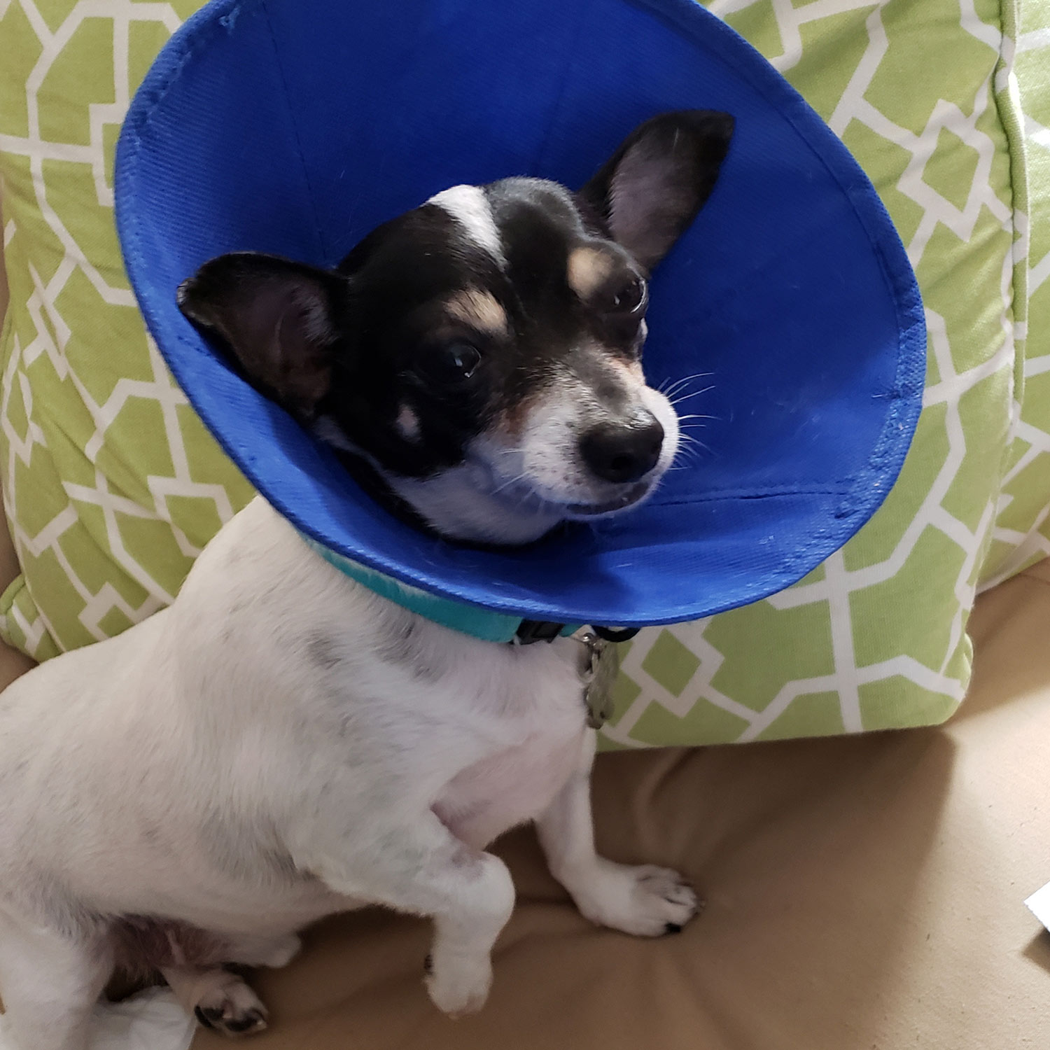 Duncan a pet pal alum is back after having his teeth professionally cleaned Hes wearing the cone of shame so he wont scratch his mouth Pro cleanings are important to keep the mouth and teeth healthy