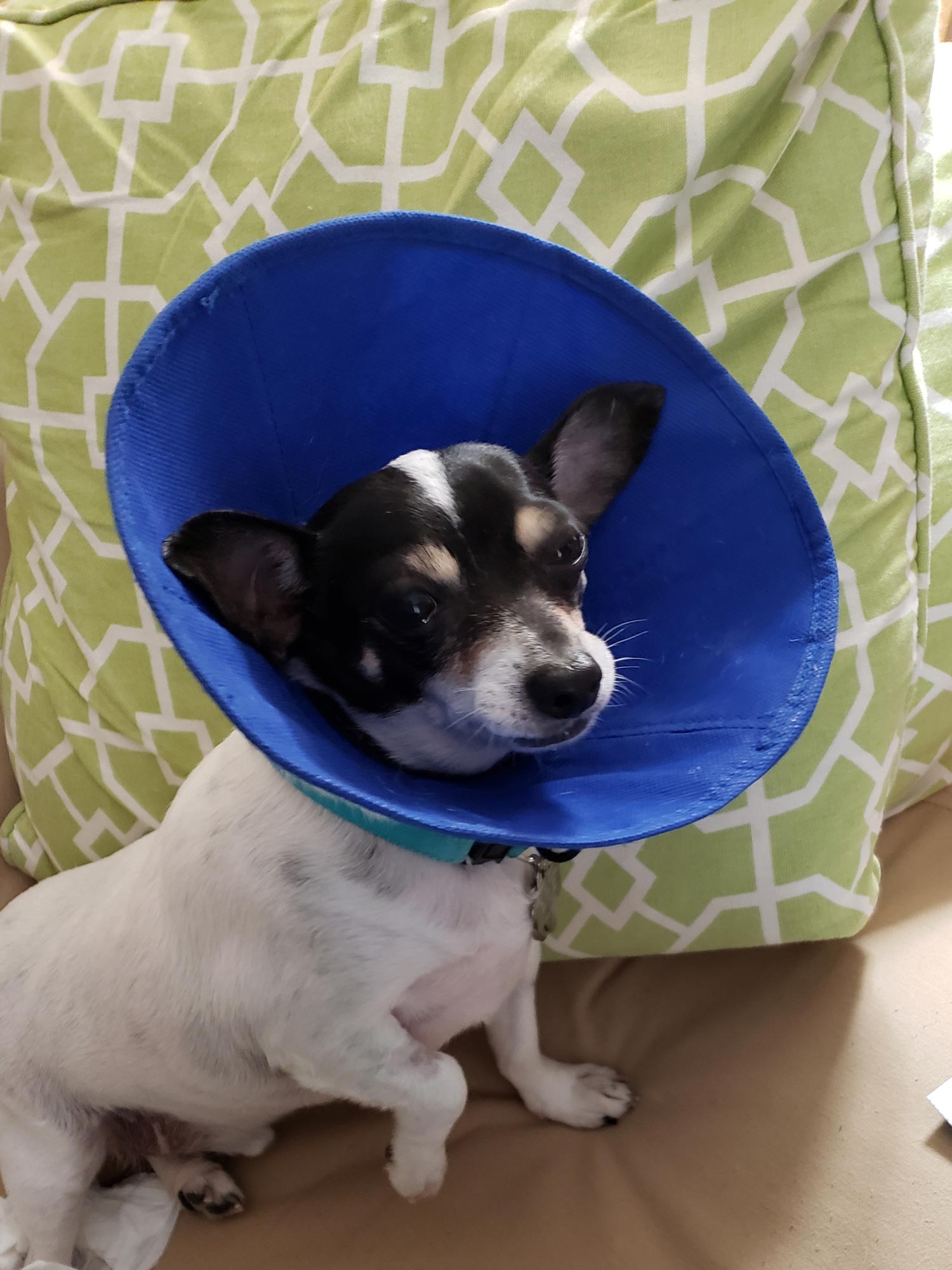 Duncan, a Pet Pal alum, is back after having his teeth professionally cleaned. He's wearing the "Cone of Shame" so he won't scratch his mouth. Pro cleanings are important to keep the mouth and teeth healthy.
