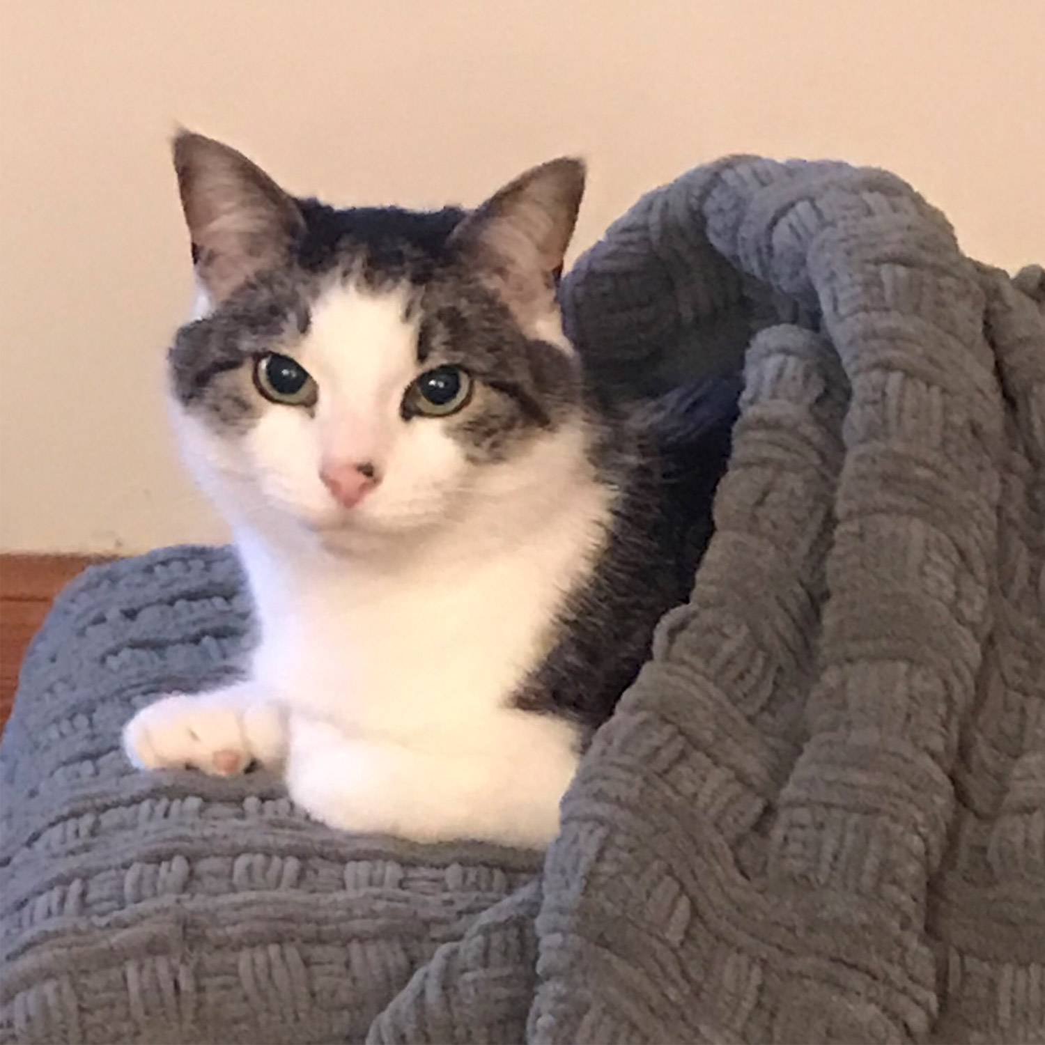 Fran b In manchester nh sent a picture of noah her seven year old grey and white cat Fran says he loves to snuggle and is shown snuggled into one of those new pita pocket style beds