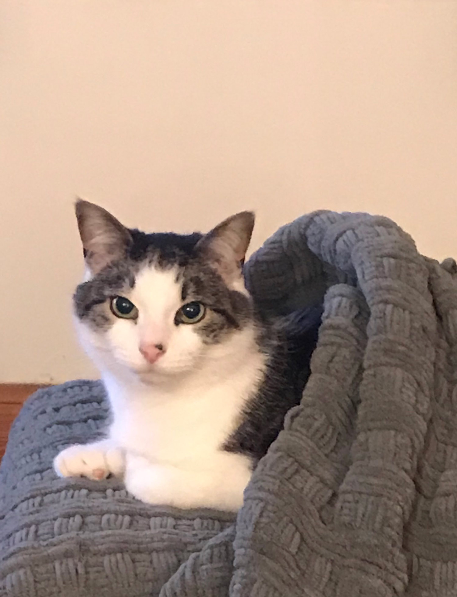 Fran B. in Manchester, NH sent a picture of Noah, her seven-year-old grey and white cat. Fran says he loves to snuggle and is shown snuggled into one of those new pita pocket style beds.