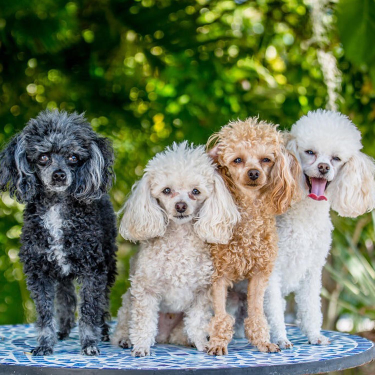 Sheila and eric n Emailed a picture of their family of four teacup poodles from left to right shaker martini margarita and salt More than one is always fun They live in venice fl