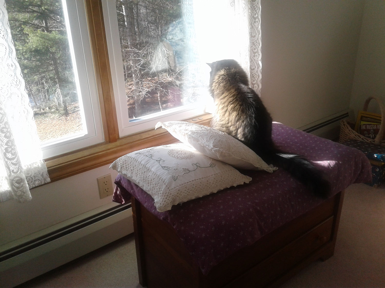 Meet Sam. Marianne M. sent pics of her handsome, grey, green-eyed cat Sam, hanging out on his favorite blanket chest, alternately napping and watching the squirrels and birds outside.