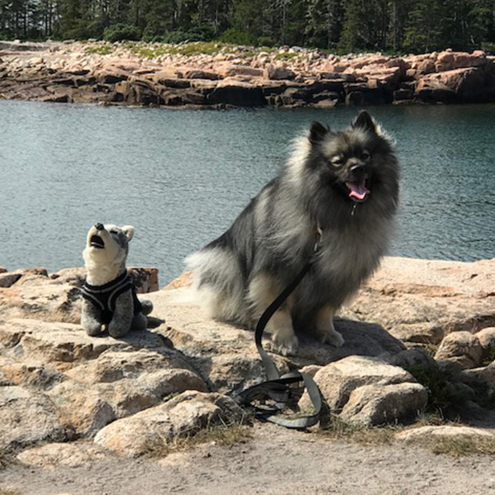 Meet kody and iroquois Kody is a five year old lovable keeshond He loves hiking and loves his little buddy the plush family mascot iroquois Kodys mom donna is out hiking with this pair by a sparkling stream