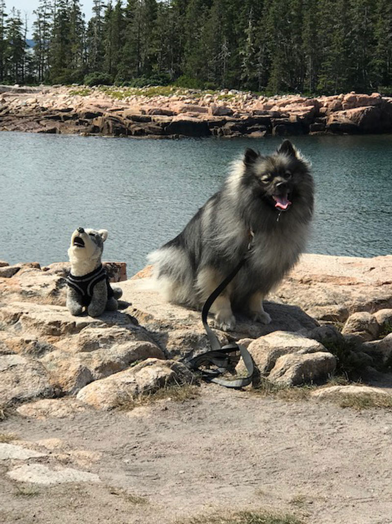Meet Kody and Iroquois. Kody is a five-year-old lovable Keeshond. He loves hiking and loves his little buddy, the plush family mascot, Iroquois. Kody’s mom Donna is out hiking with this pair, by a sparkling stream.