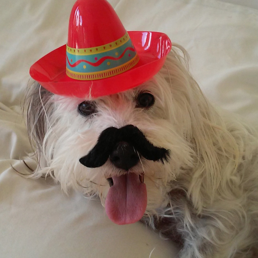 Meet fuzzy Joanne g Emailed a picture of her little white long haired terrier fuzzy all dressed up for cinco de mayo complete with a sombrero
