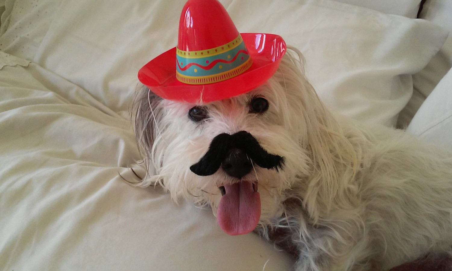 Meet Fuzzy. Joanne G. emailed a picture of her little white long-haired terrier Fuzzy, all dressed up for Cinco de Mayo, complete with a sombrero!