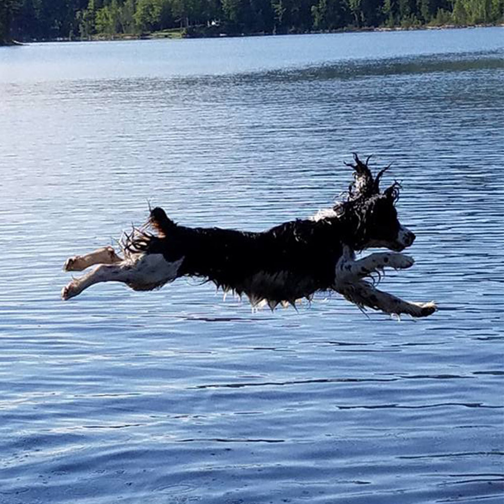 Meet lacy Shes getting her summer off to a great start leaping and splashing into lake moxie in maine Lacy has some moxie doesnt she