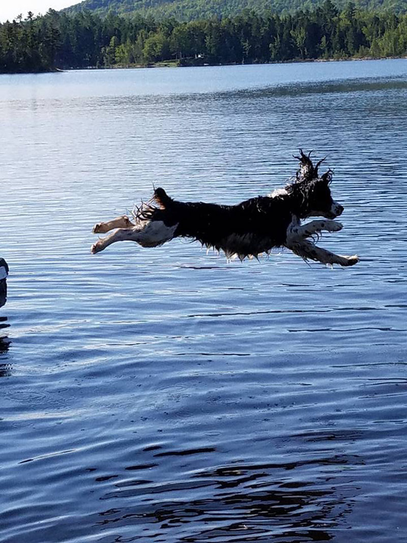 Meet Lacy. She’s getting her summer off to a great start, leaping and splashing into Lake Moxie in Maine. Lacy has some “Moxie”, doesn’t she?