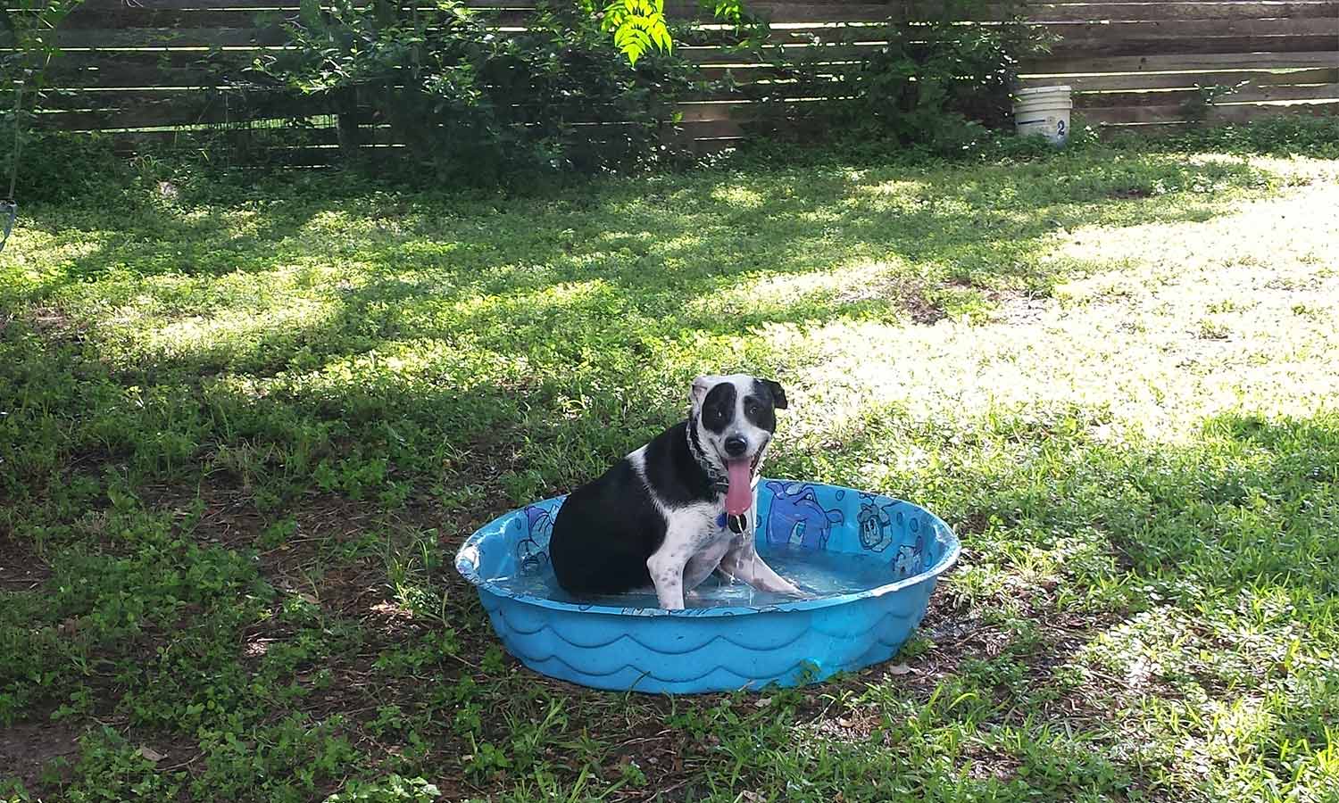 Shiner’s relaxing, hanging out in the pool! Bianca in Live Oak, TX sent a picture of Shiner, cooling off in the kiddie pool, after running around the backyard.
