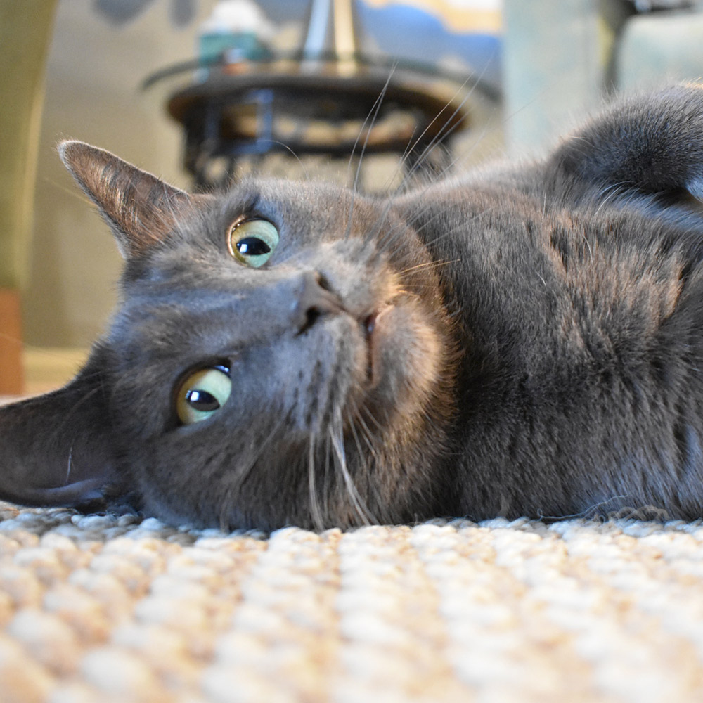 Leila sent a picture of her stunning grey and green eyed cat stella who is relaxing on the floor
