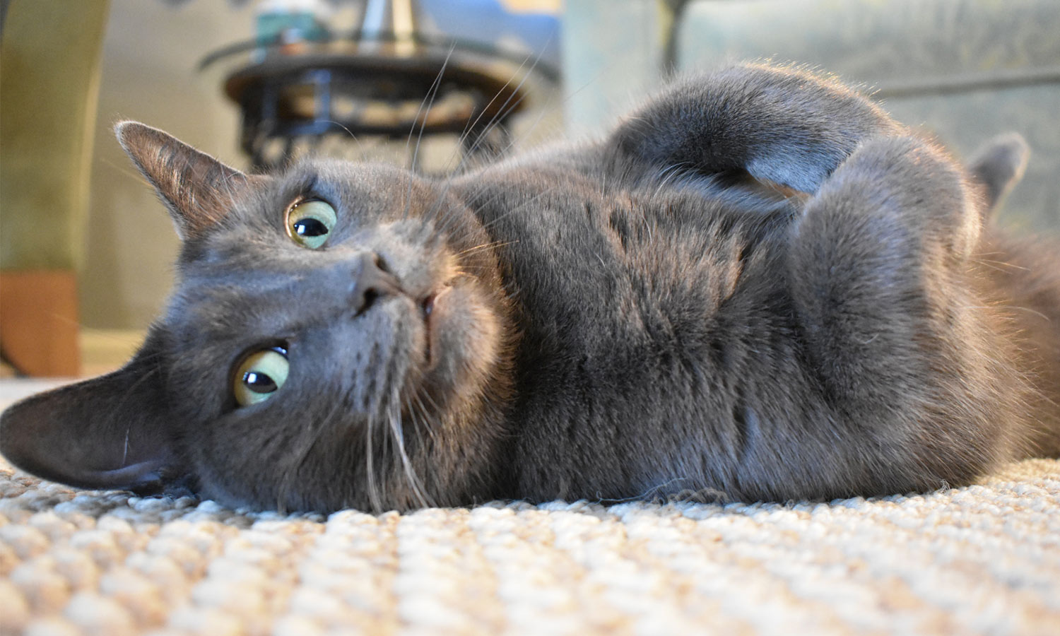 Leila sent a picture of her stunning grey and green-eyed cat, Stella, who is relaxing on the floor. 