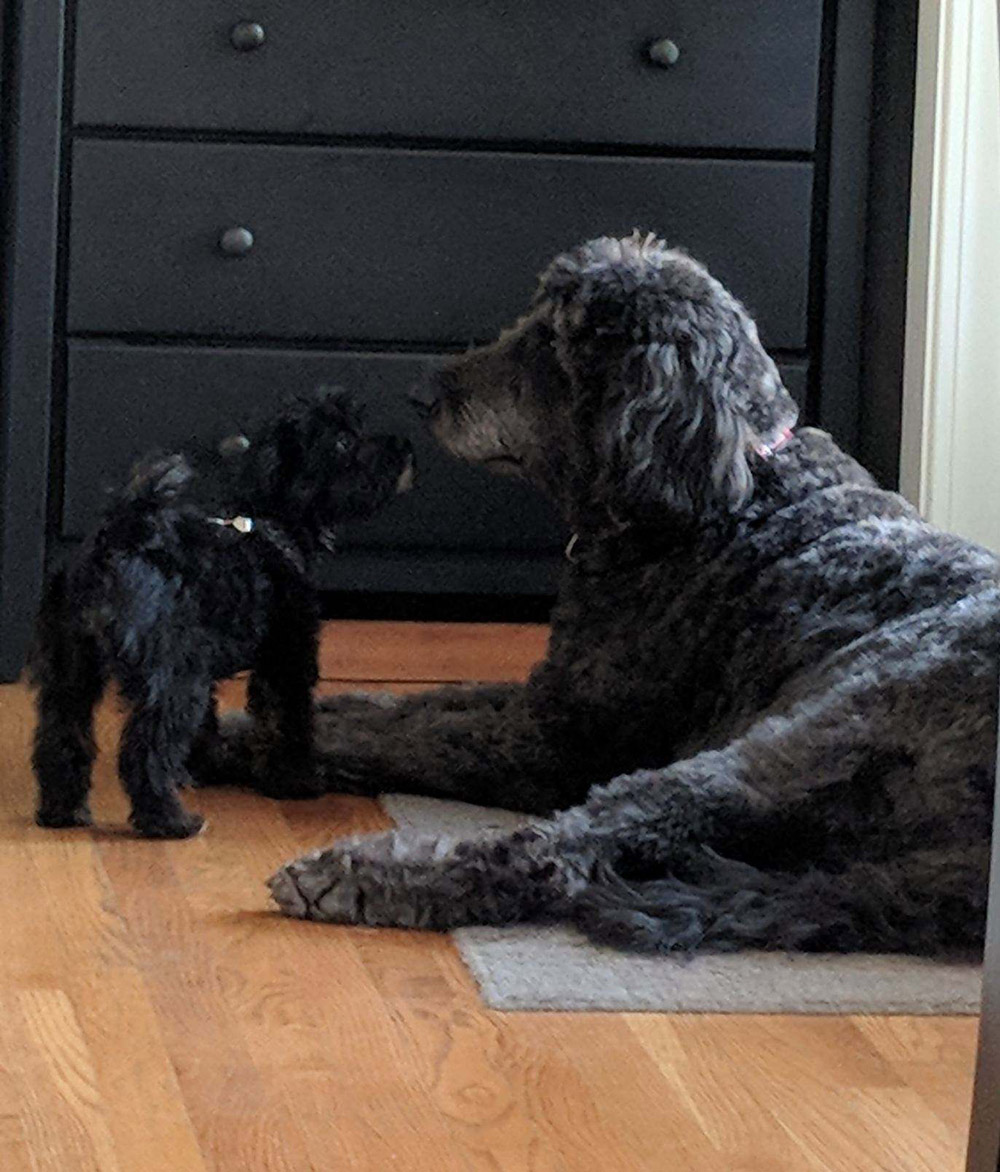 Marian H. sent a picture of her Yorkie-Poo, Winni, and Golden-Doodle, Harvey, a 110-pound gentle giant, meeting face to face and seeing eye to eye.