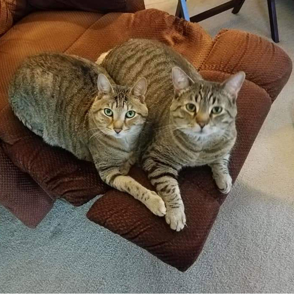Aj r In pennsylvania sent a picture of his two gorgeous boys jake and jorge They look cute sitting on the easy chair but the question is what happened to ajs other shoe