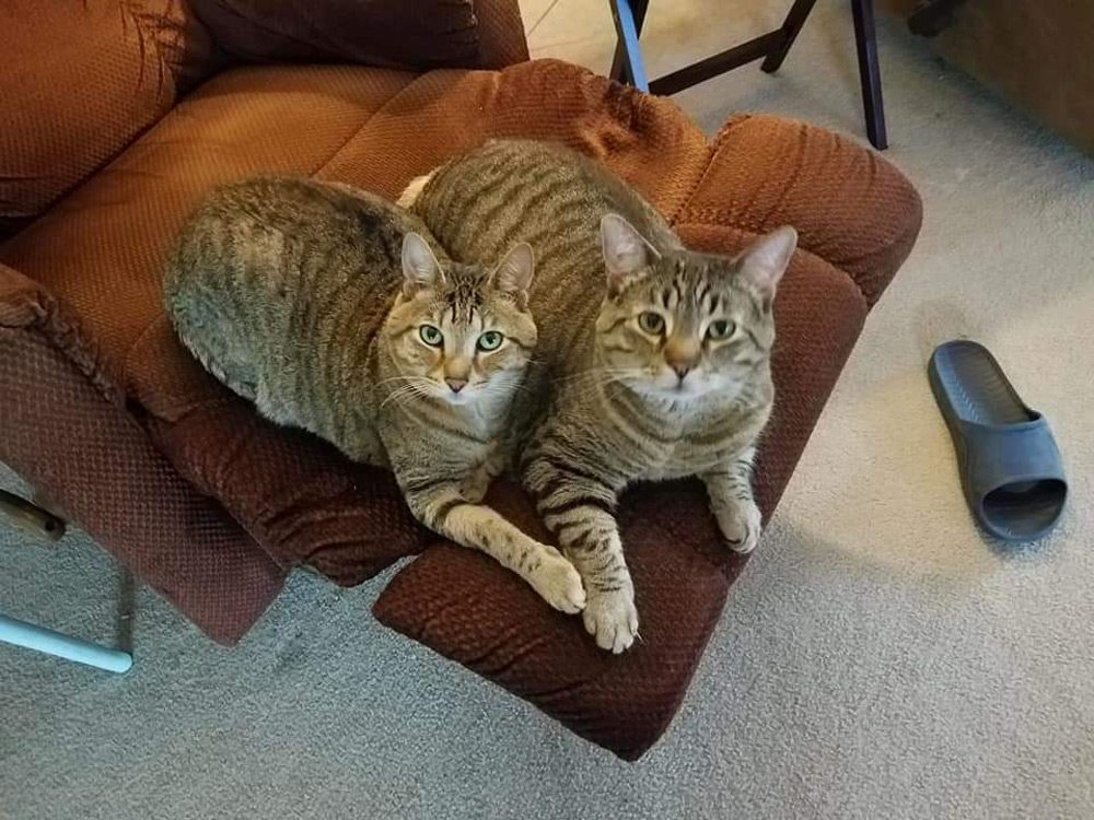 AJ R. in Pennsylvania sent a picture of his two gorgeous boys, Jake and Jorge. They look cute sitting on the easy chair, but the question is, what happened to AJ's other shoe?