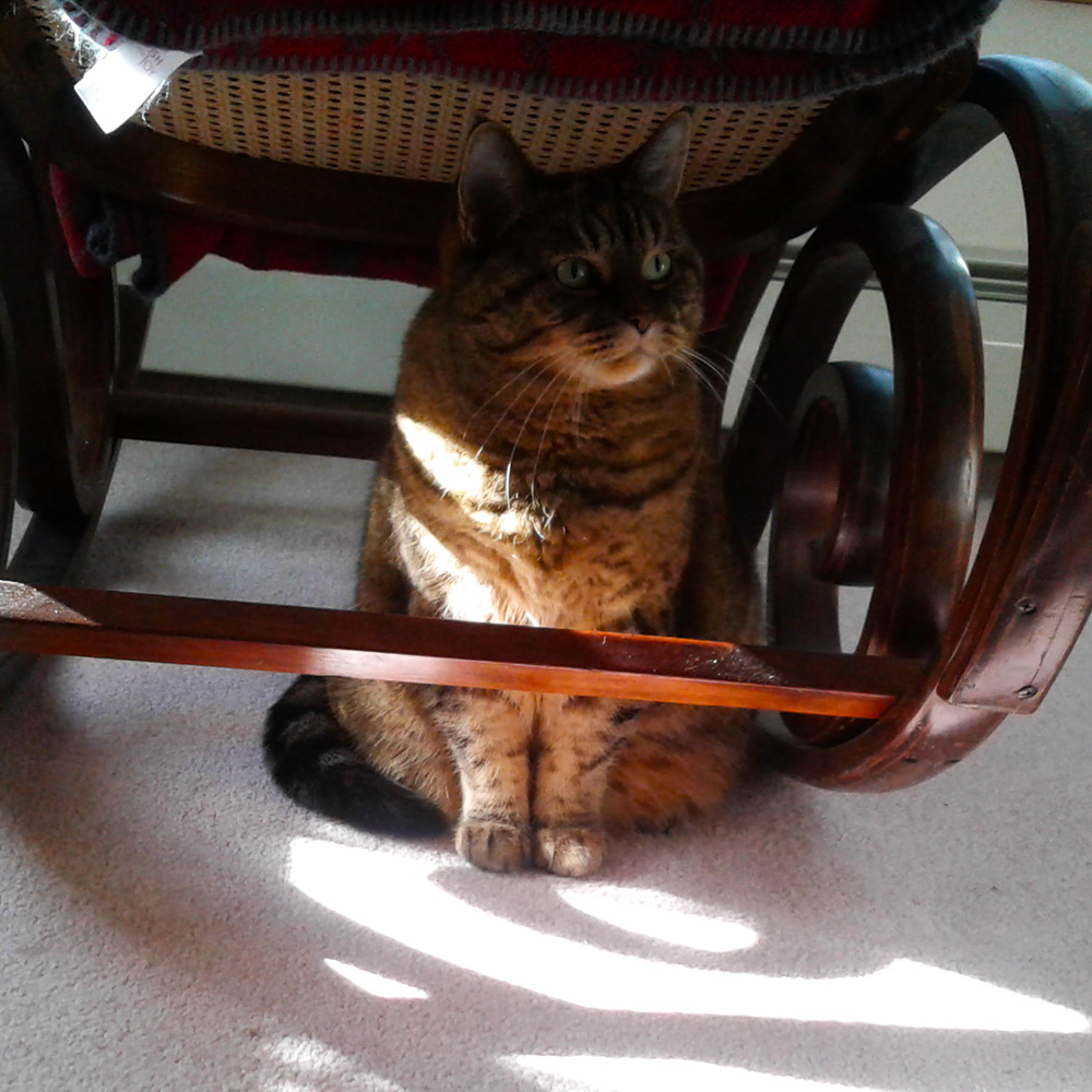 Marianne m Sent a picture of her gorgeous green eyed tabby daisy may catching some rays under the family rocking chair