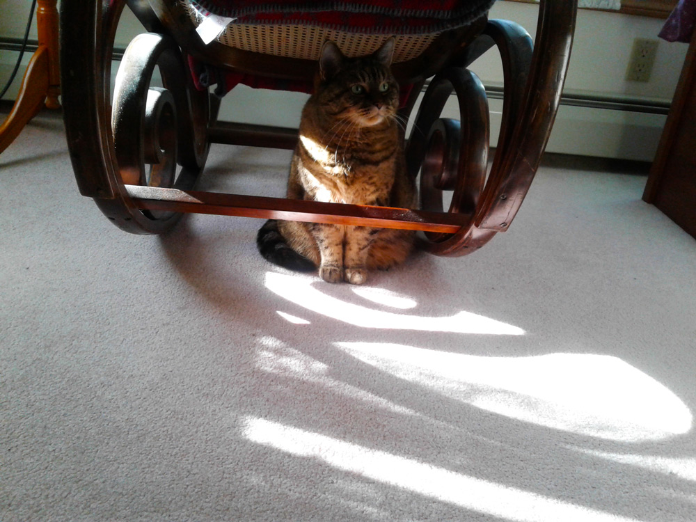 Marianne M. sent a picture of her gorgeous green-eyed tabby, Daisy May, catching some rays, under the family rocking chair!