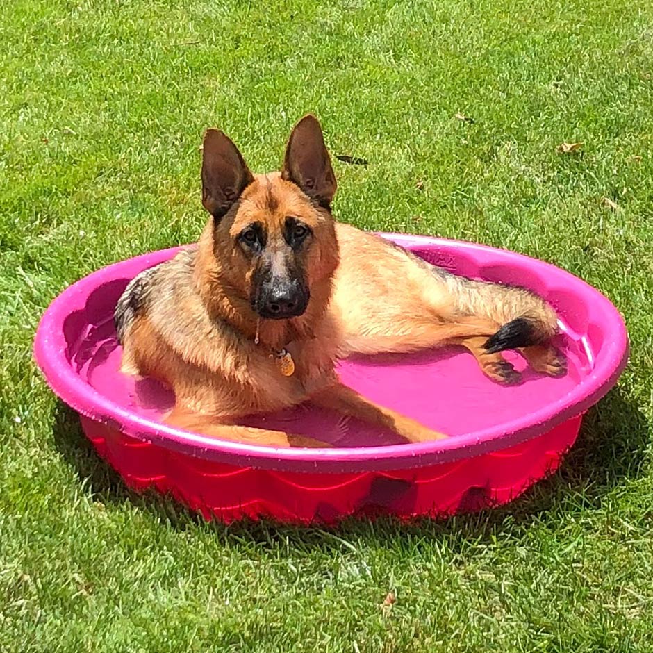 Meet isabella She is smart gentle loyal and especially good looking mom lynda c Can report Isabella spent memorial day in the pool in dayton oh at a family cookout