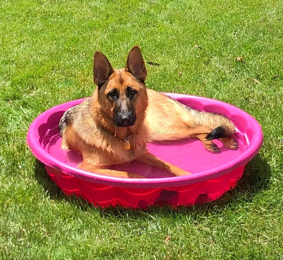 Meet Isabella. She is smart, gentle, loyal, and especially good looking, Mom Lynda C. can report. Isabella spent Memorial Day in the pool, in Dayton, OH at a family cookout!
