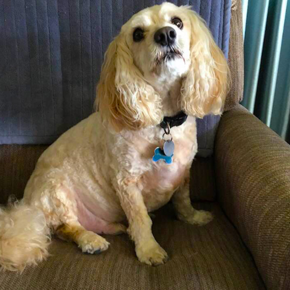 Meet sammy Sammy is the love of donnas life He is eight years old and is a coca poo Were guessing a cocker spaniel and a poodle Soulful eyes regardless