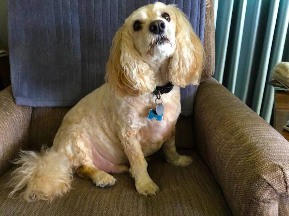 Meet Sammy. Sammy is the love of Donna’s life. He is eight years old and is a Coca-Poo. We’re guessing a Cocker Spaniel and a Poodle? Soulful eyes, regardless.