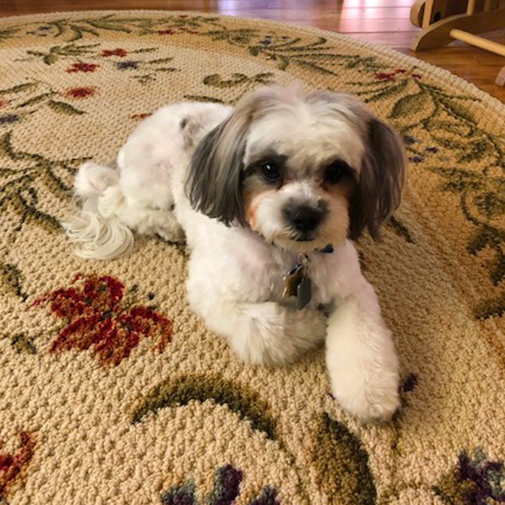 Meet daisy Twenty months old daisys a non shedding malteseshih tzu Shes as smart and as cute as she can be and she believes everyone loves her Everyone does The neighbor gives daisy treats for a sit and a handshake
