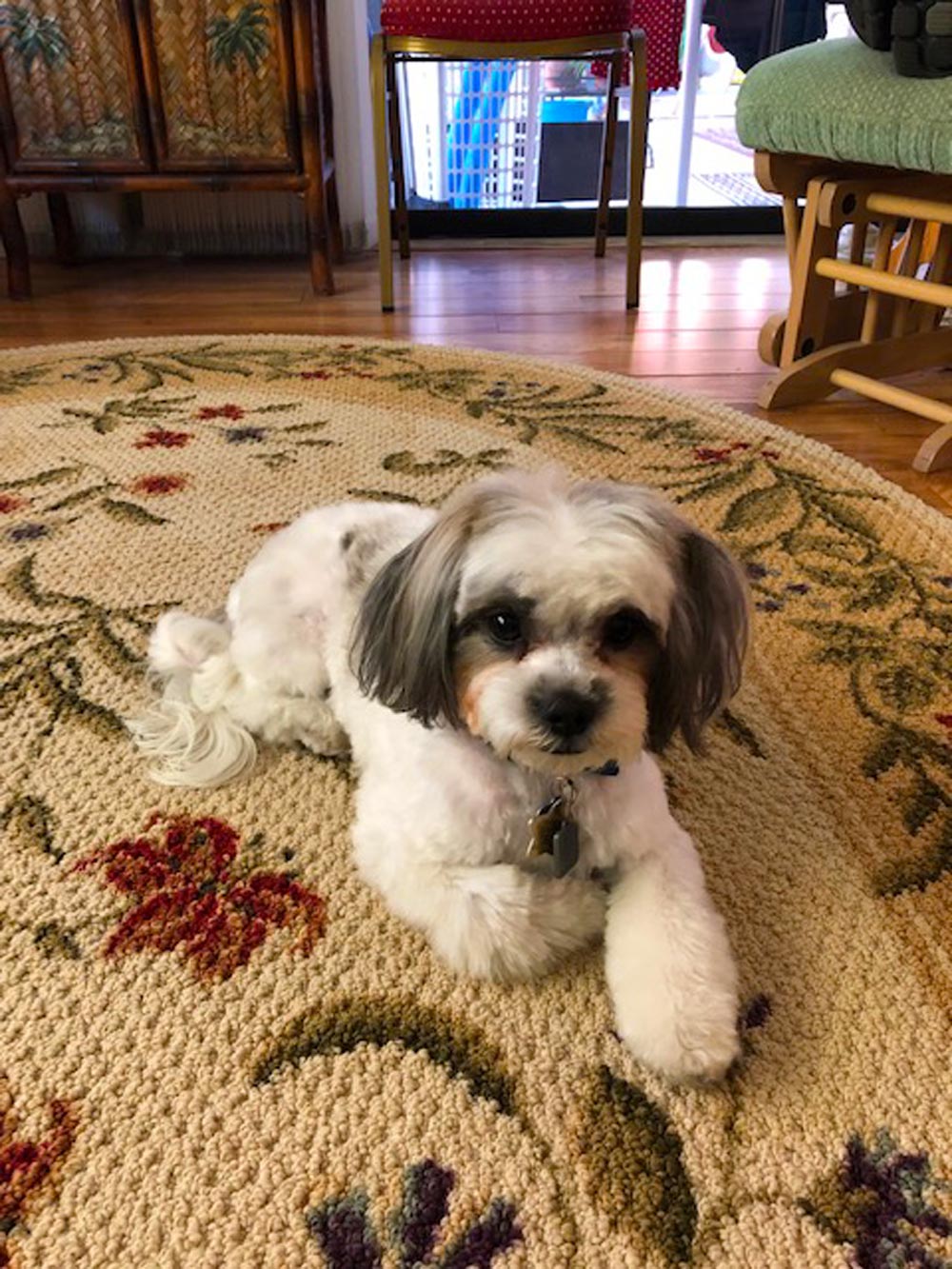Meet Daisy. Twenty months old, Daisy's a non-shedding Maltese/Shih Tzu. She's as smart and as cute as she can be, and she believes everyone loves her. Everyone does! The neighbor gives Daisy treats, for a Sit and a handshake.
