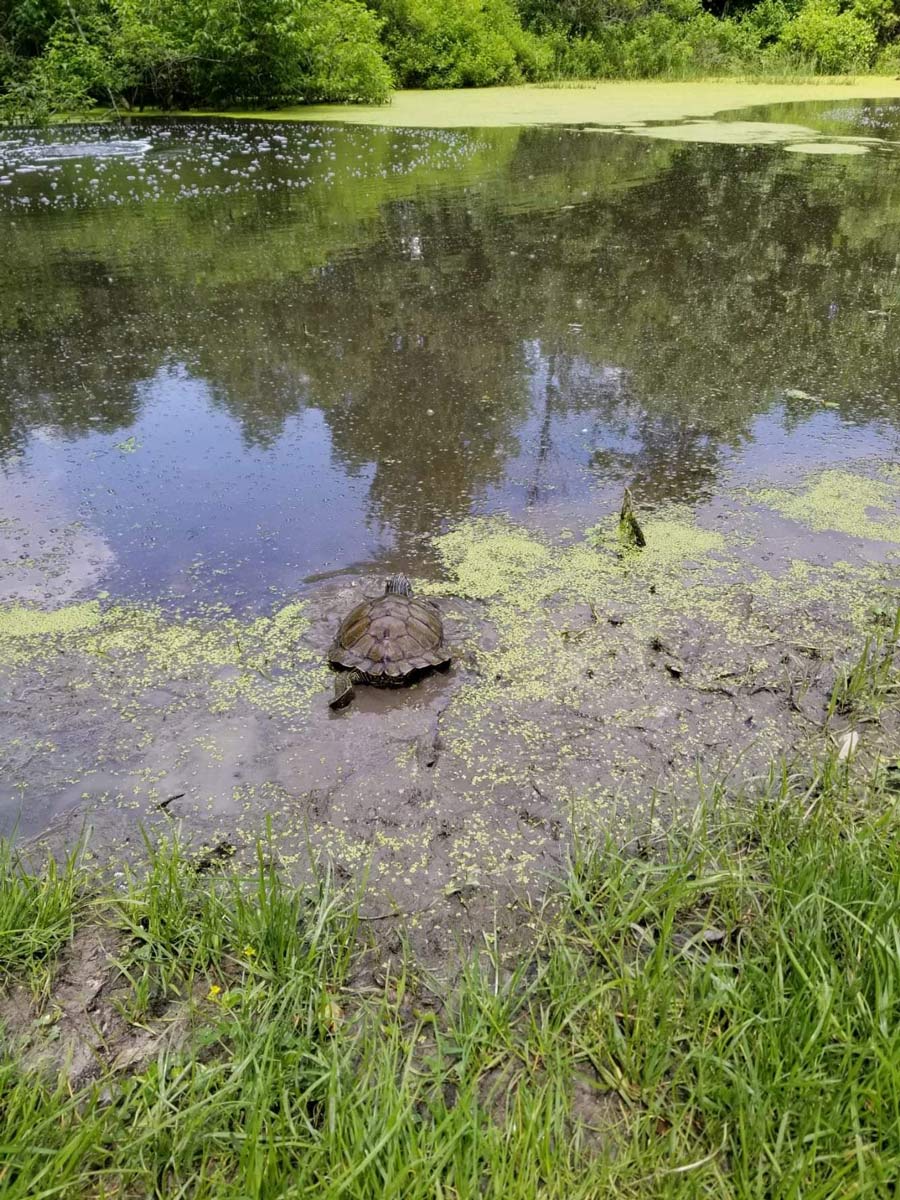 A restaurant patron in Syracuse, Indiana snapped this picture of a curious turtle scurrying back into one of the many lakes in the area.