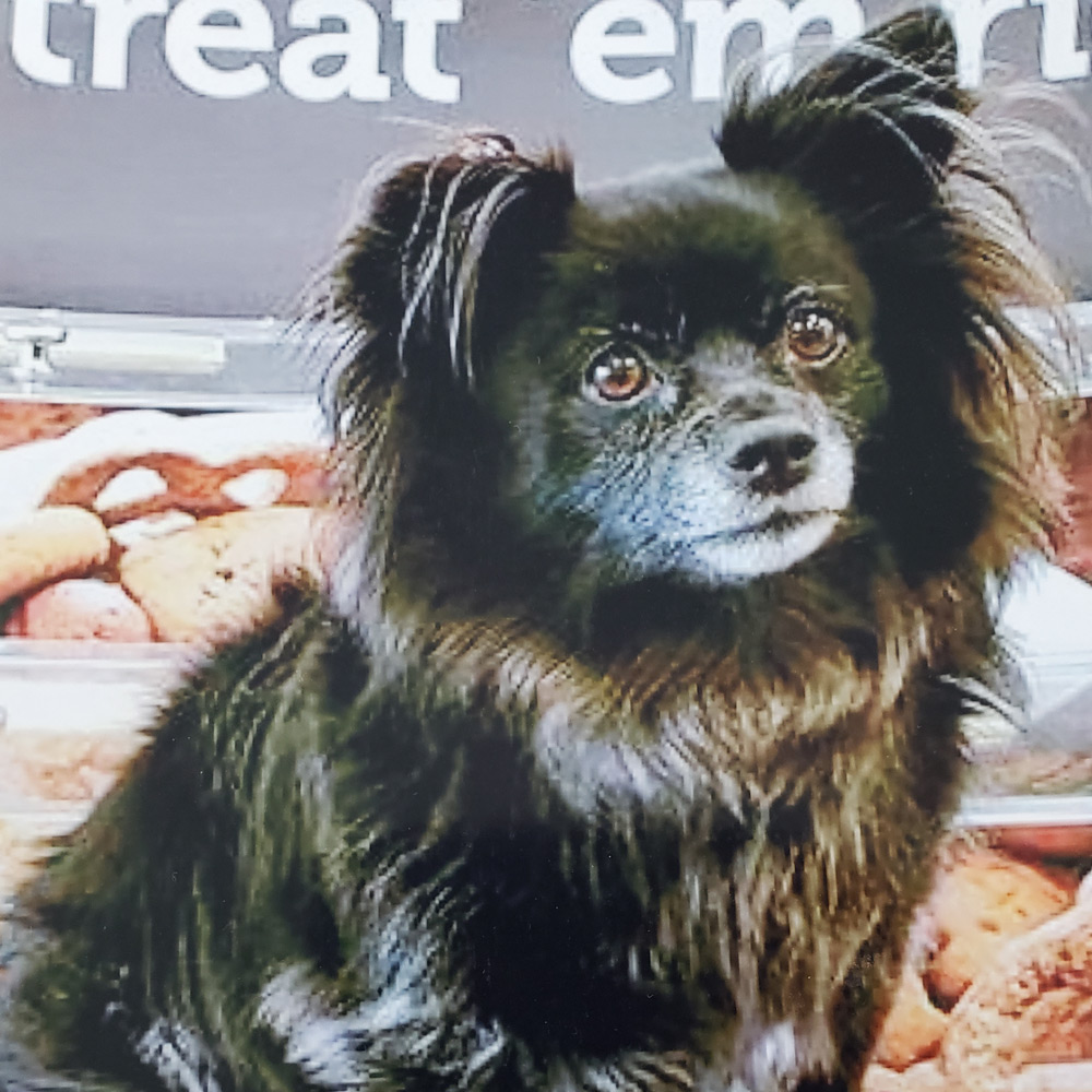 Meet pamela f In grenada hills cas daisy Daisys a nine year old inky pomeranian and chihuahua mix Pamela takes daisy everywhere and daisys loved by all who meet her