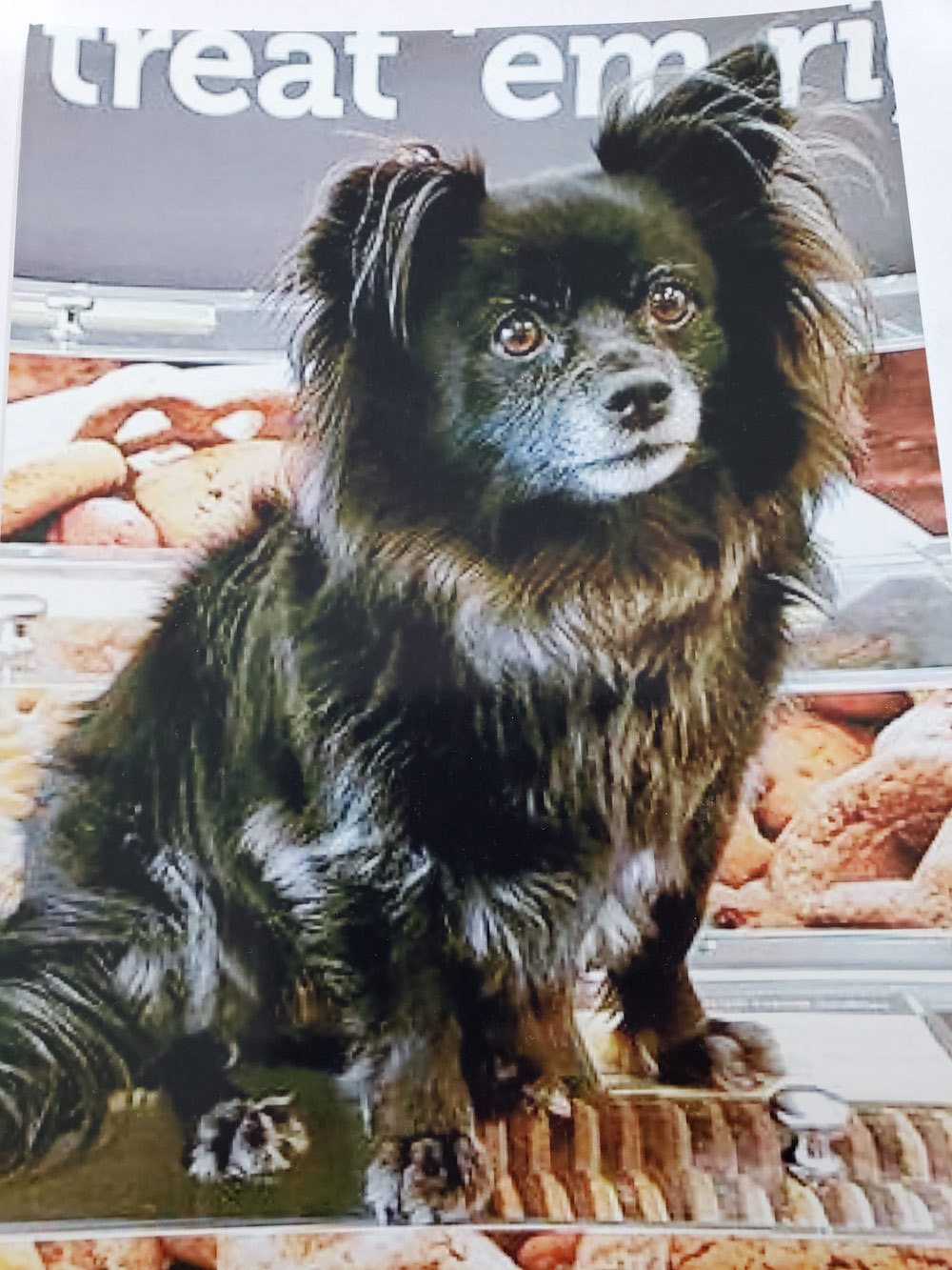 Meet Pamela F. In Grenada Hills CA's Daisy. Daisy's a nine-year-old inky Pomeranian and Chihuahua mix. Pamela takes Daisy everywhere, and Daisy's loved by all who meet her.
