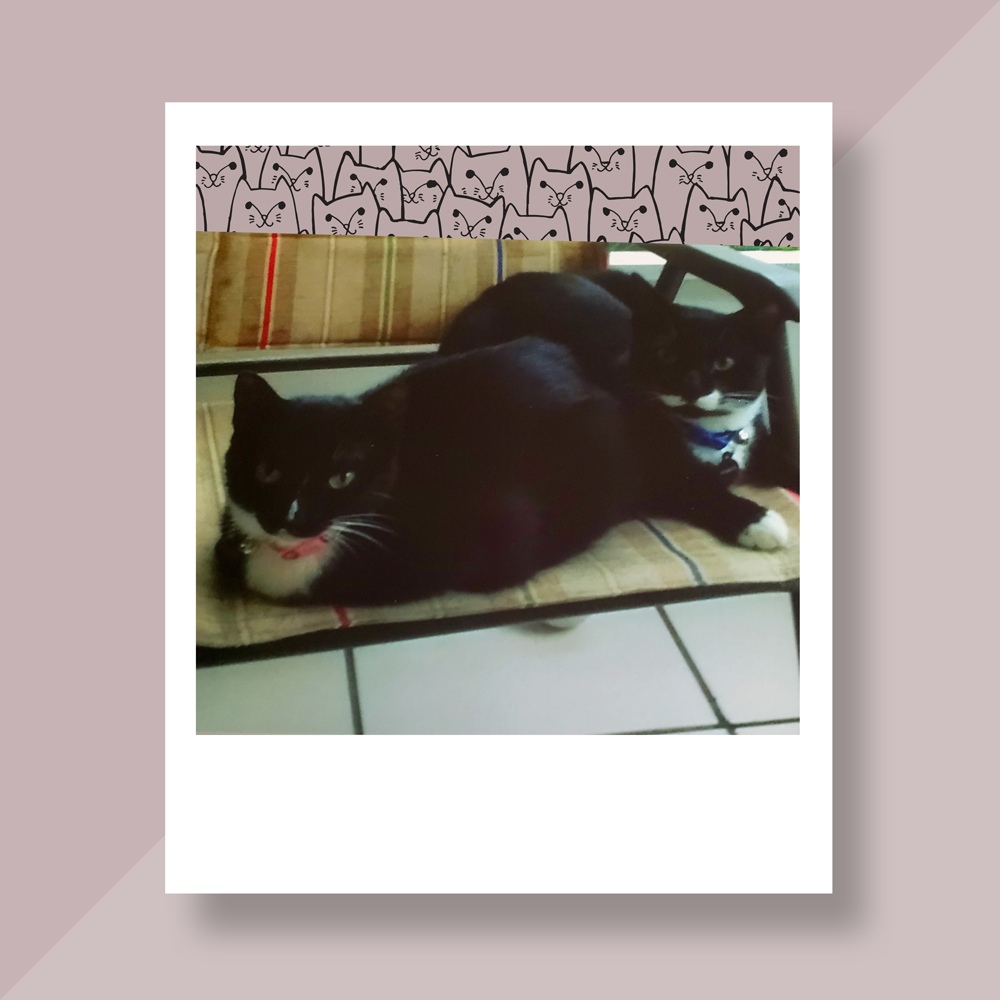 Kathleen b In north port fl Sent a picture of her two bonded black cats both with white feet snuggling on the chair
