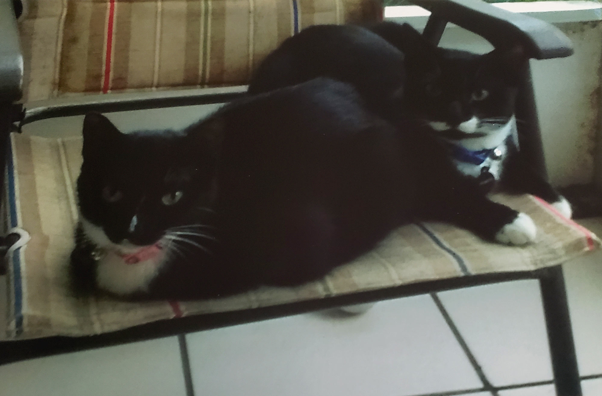 Kathleen B. in North Port, FL. sent a picture of her two bonded black cats, both with white feet, snuggling on the chair.