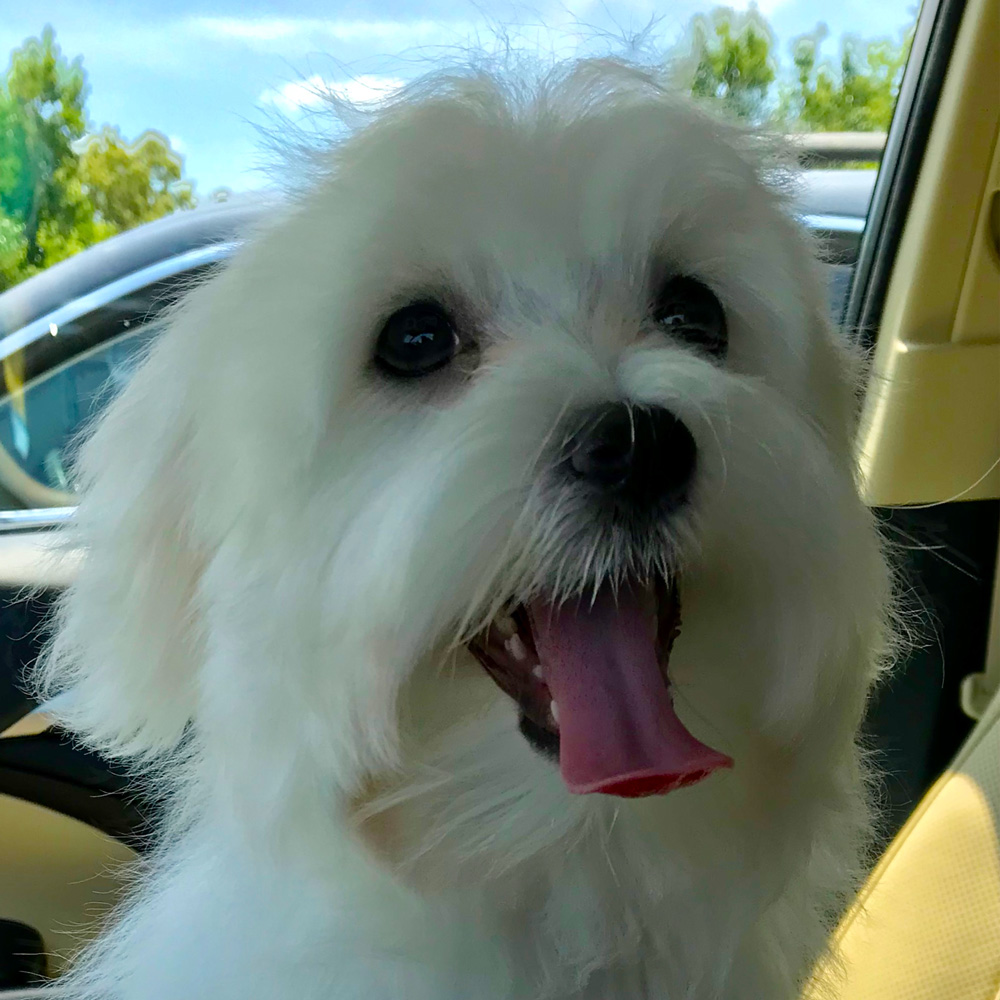 Meet cooper karens maltese fresh from the groomer He looks quite handsome with his new tie Five months old and he rules the house Thats the way it is for the only child pet in her family