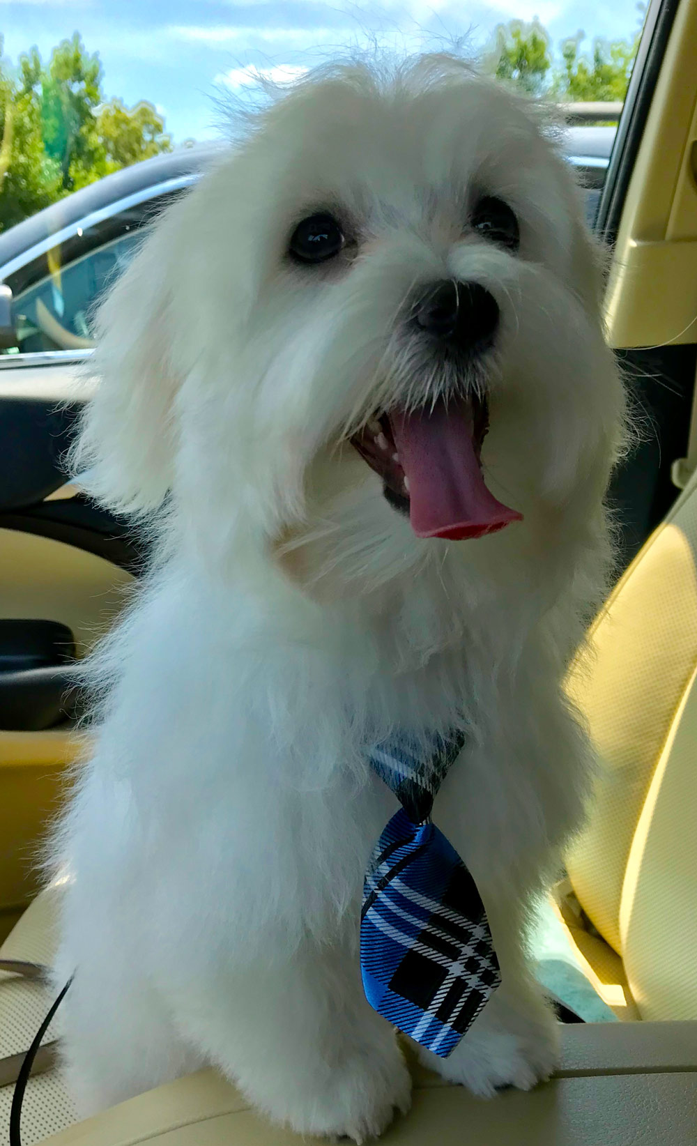 Meet Cooper, Karen’s Maltese, fresh from the groomer. He looks quite handsome with his new tie. Five months old, and he RULES the house. That’s the way it is for the “only child” pet in her family!