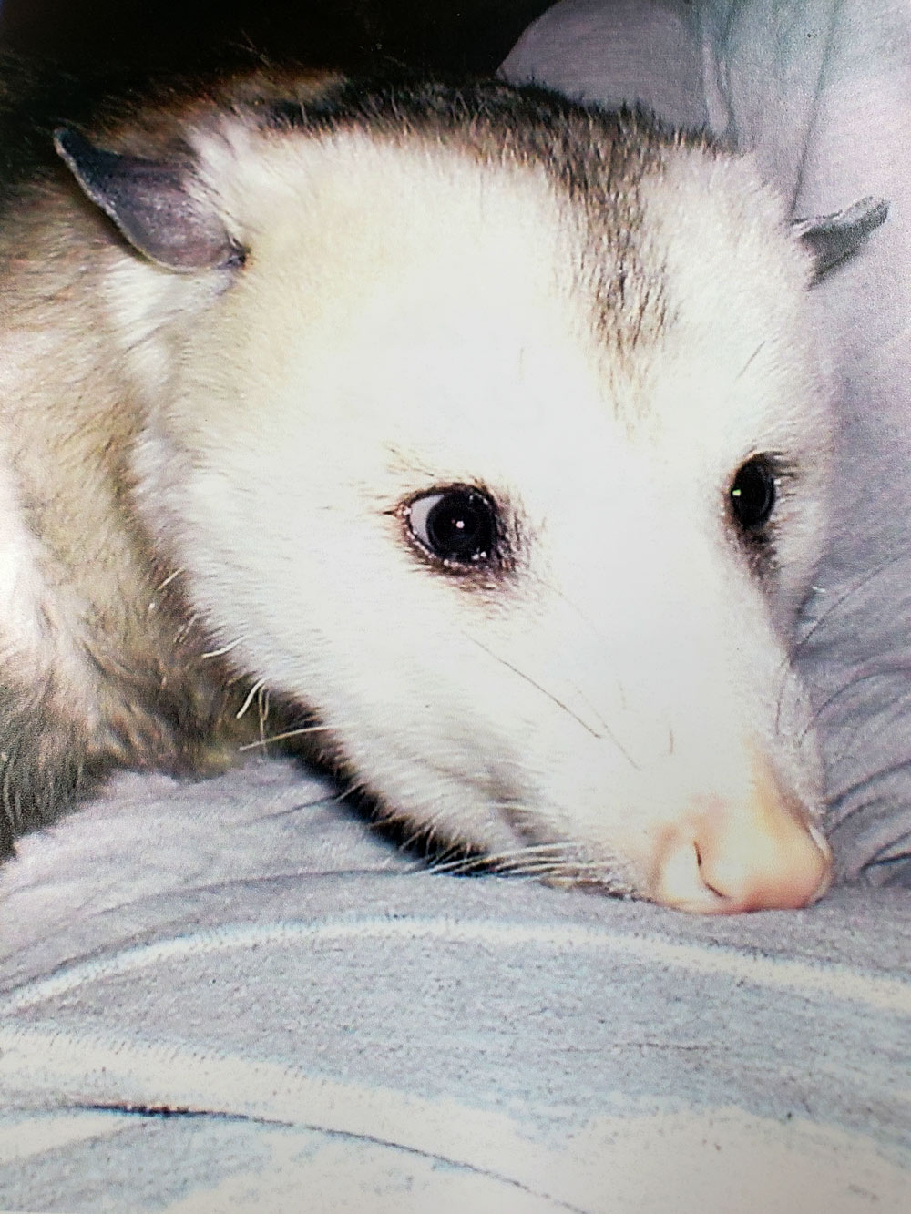 Grandma W. Sent a picture of Soupy, short for Marsupial. She'd raised him from a baby after the veterinarian advised Soupy couldn't survive on his own.