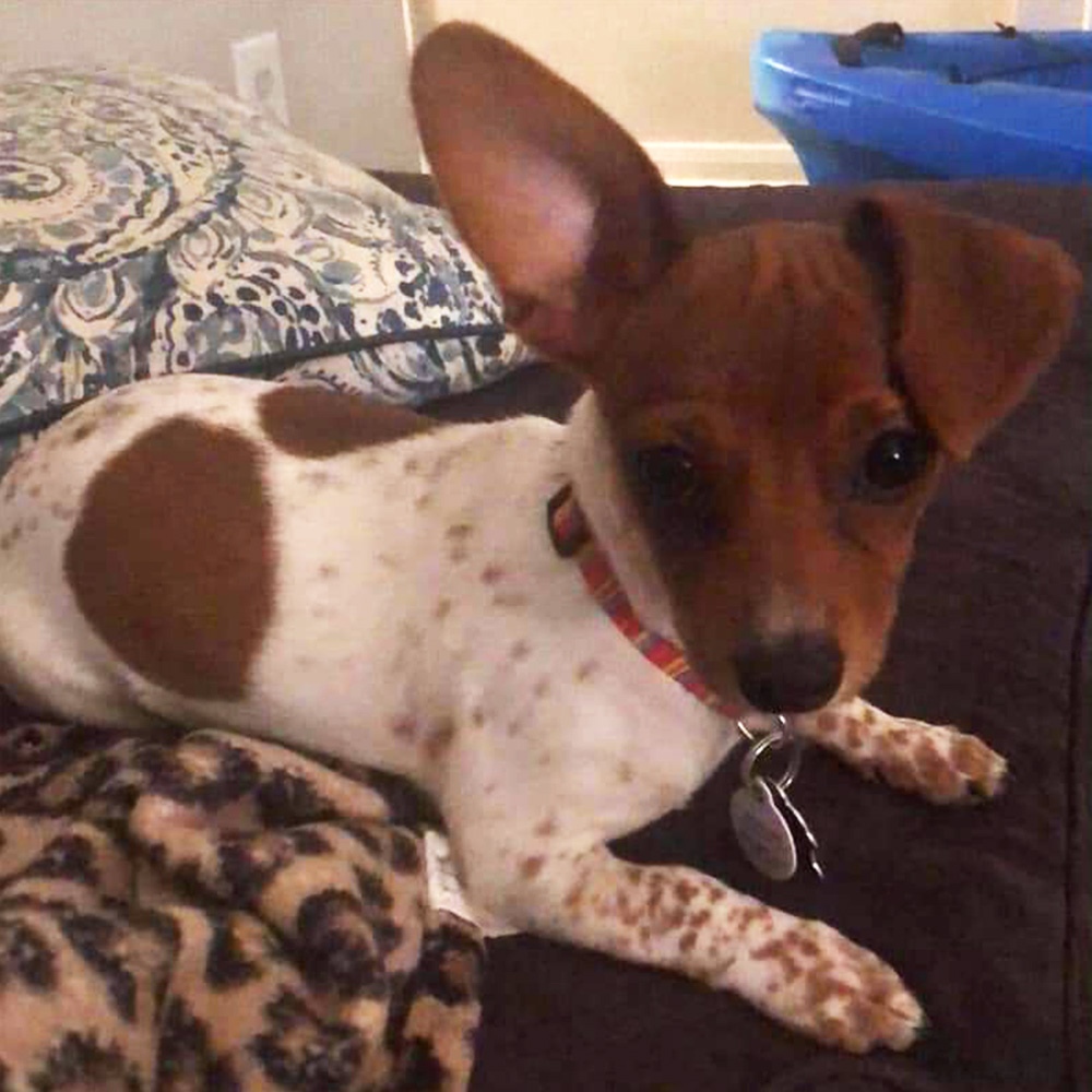 Cheryl G. In San Antonio adopted Melania, a four-month-old, five-pound half Piebald and half Chihuahua from a Rescue Group.