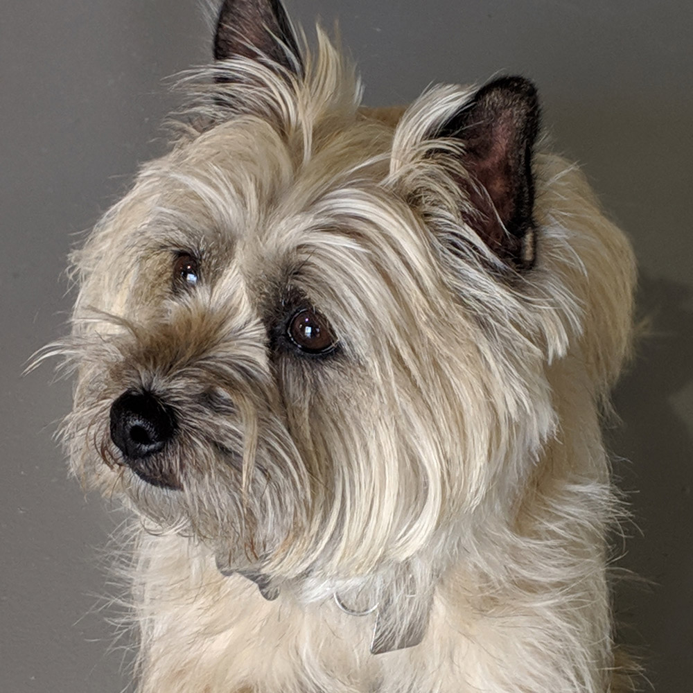 Meet skyler Shes a five year old cairn terrier that jack and diane adopted a year and a half ago She is smart and loves training they adore her