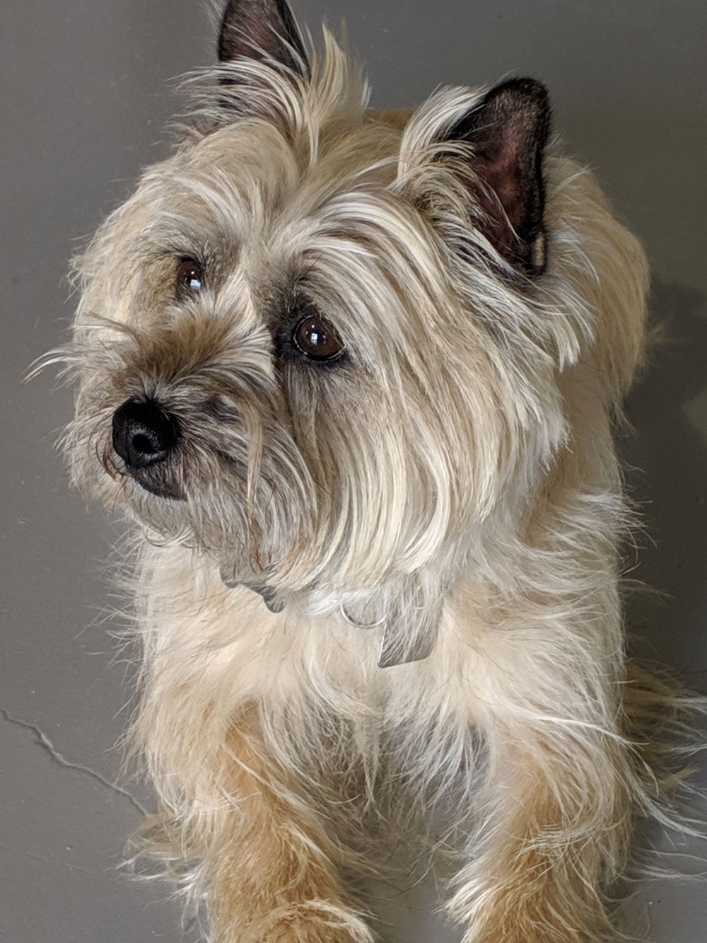 Meet Skyler. She’s a five-year-old Cairn Terrier that Jack and Diane adopted a year and a half ago. She is smart and loves training; they adore her!