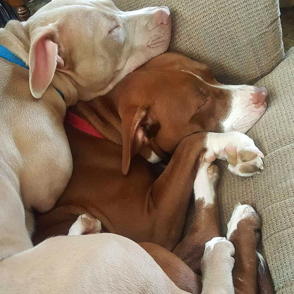 Beth b In freeport pa sent a picture of her pittie girls sleeping together pearl on top of minnie