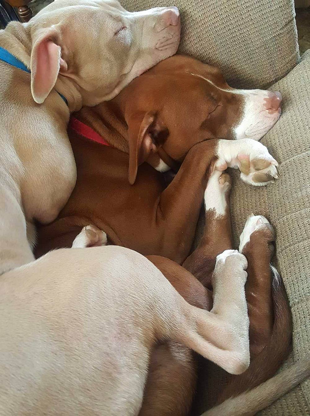 Beth B. in Freeport, PA sent a picture of her Pittie girls sleeping together, Pearl on top of Minnie!