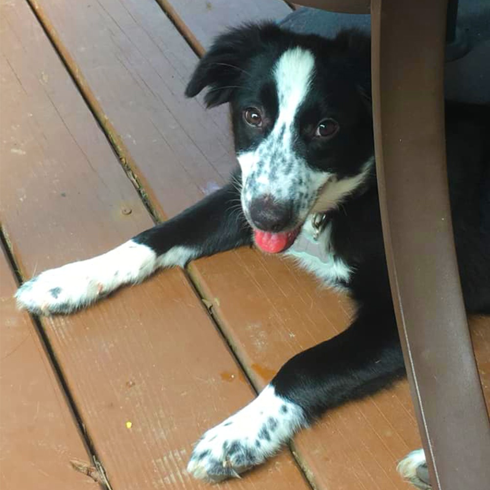 Meet border collie lexi Jennifer m And her family in pittsburgh pa adopted lexi this year and lexis smiling shes pretty happy about her new family