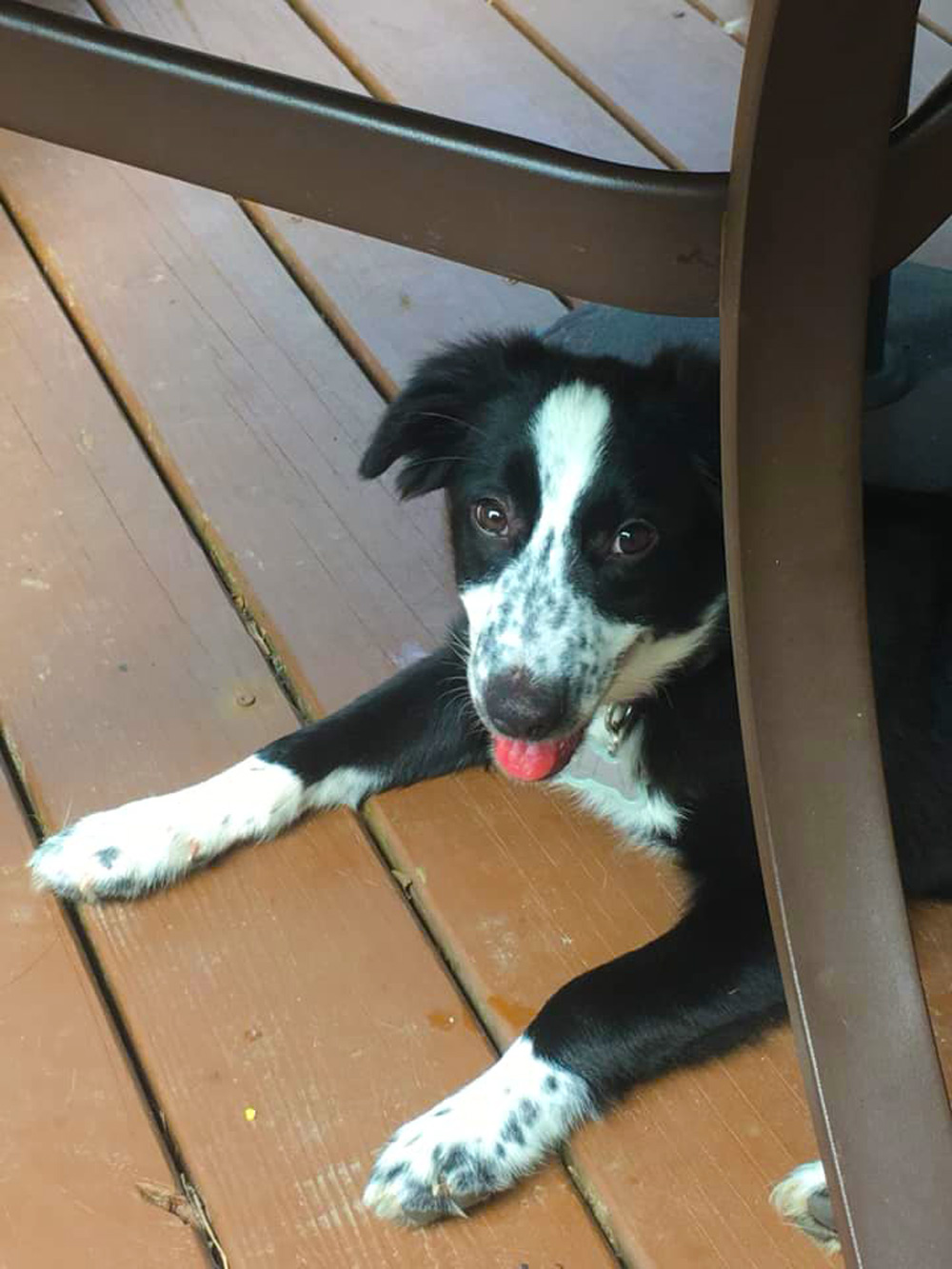 Meet Border Collie Lexi. Jennifer M. and her family in Pittsburgh, PA adopted Lexi this year, and Lexi’s smiling; she’s pretty happy about her new family!