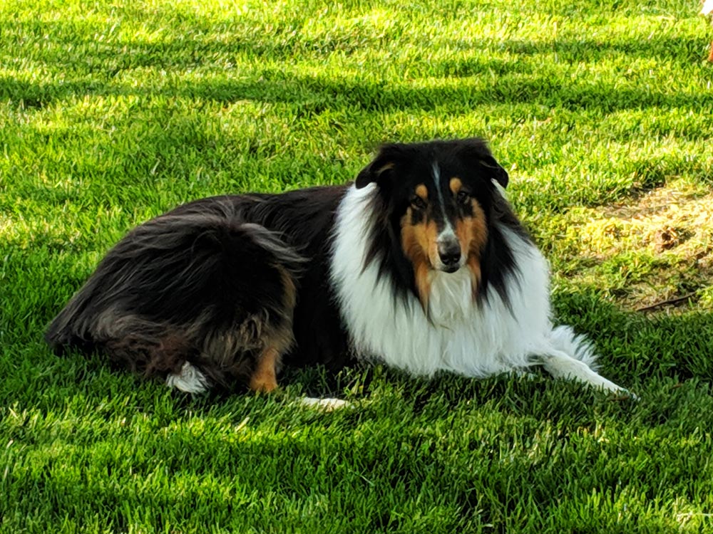 Meet Colleen C.’s beautiful Rough Collie, her pride and joy, her sweetest boy, Bouchal (pronounced boo-kul). The word is Gaelic and it means "boy" (the word "bucko" is a derivative).