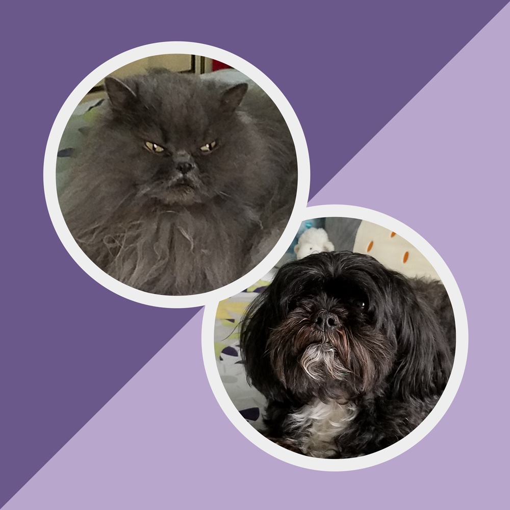 Meet bleu boy and boots Bleu is a doll face persian He is yrs old Boots is a maltipoo who is six These two are the bright spots in owners doug and katrina bs lives